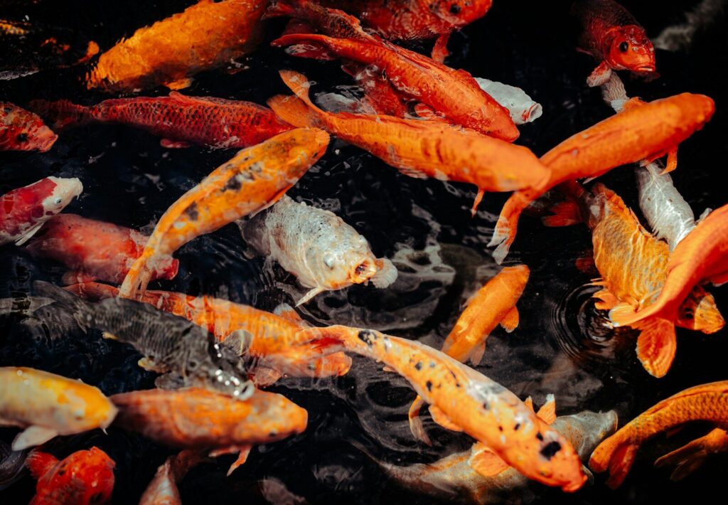 A group of orange and white koi fish swimming in dark water